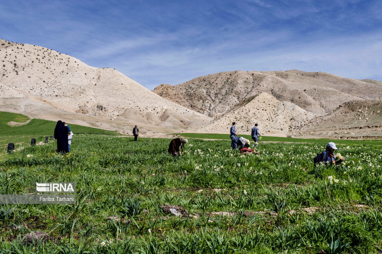 سهم بخش کشاورزی از اشتغال استان زنجان ۳۲.۶ درصد است