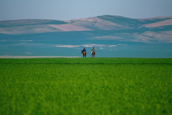 ترکمن صحرا