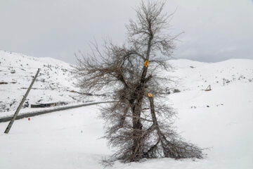 تلاش سیم بانان برای اتصال پایدار برق در روستاهای کردستان برق رسانی