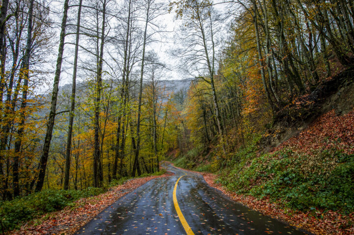 تغییر اقلیم و اختلال در خواب جنگلهای هیرکانی