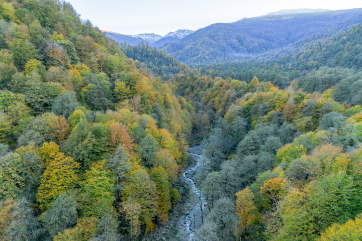تکرار قطع درخت در جنگلهای هیرکانی نور مازندران/ متهم دستگیر شد