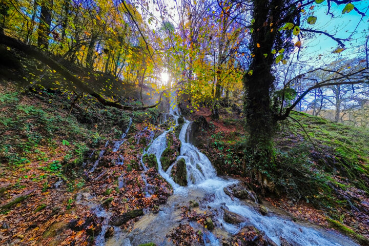 جنگلهای هیرکانی مازندران را بهتر بشناسیم