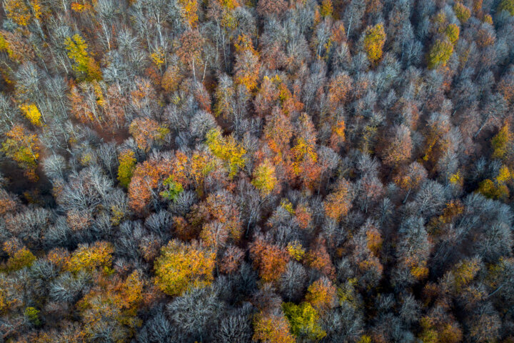 جنگلهای هیرکانی مازندران را بهتر بشناسیم