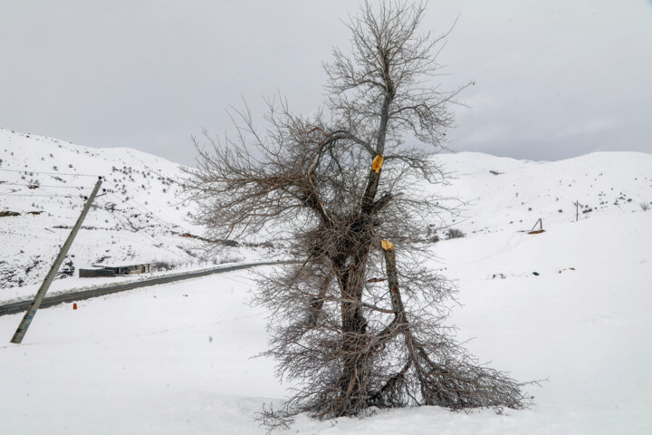 سیم بانان