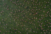 Flamingoes in Iran’s Miankaleh