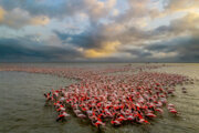 Miankale, tierra de los flamencos