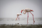 Miancale-Feuchtgebiet ist das Land der Flamingos