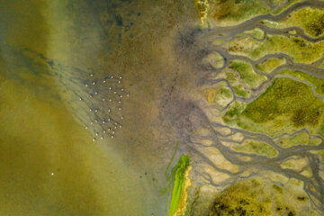 Flamingoes in Iran’s Miankaleh