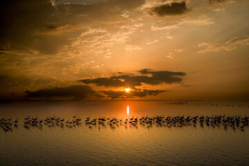 Flamingoes in Iran’s Miankaleh