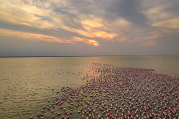 Flamingoes in Iran’s Miankaleh