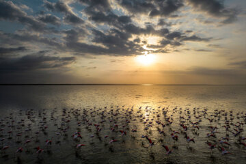 Flamingoes in Iran’s Miankaleh