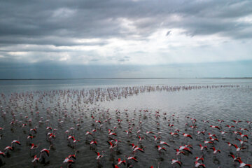 Flamingoes in Iran’s Miankaleh