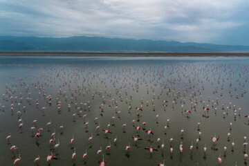 Flamingoes in Iran’s Miankaleh