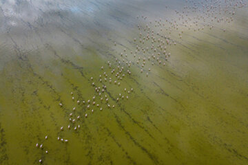 Flamingoes in Iran’s Miankaleh