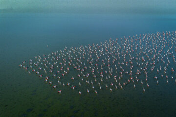 Flamingoes in Iran’s Miankaleh