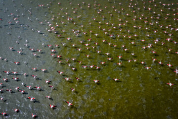 Flamingoes in Iran’s Miankaleh