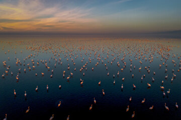 Flamingoes in Iran’s Miankaleh