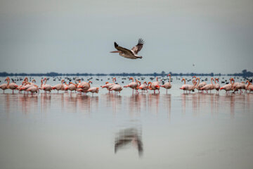 Flamingoes in Iran’s Miankaleh