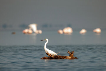 Flamingoes in Iran’s Miankaleh