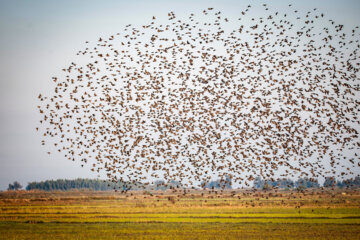 Miankale, tierra de los flamencos 