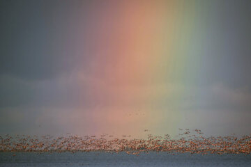 Flamingoes in Iran’s Miankaleh