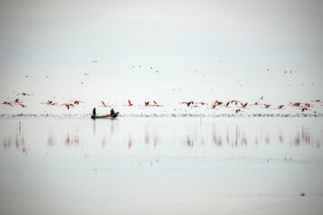 Flamingoes in Iran’s Miankaleh