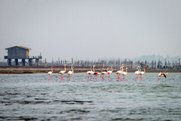 Flamingoes in Iran’s Miankaleh