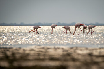 Flamingoes in Iran’s Miankaleh