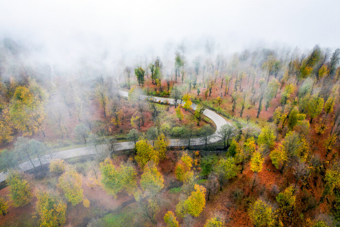 جنگلهای هیرکانی مازندران را بهتر بشناسیم