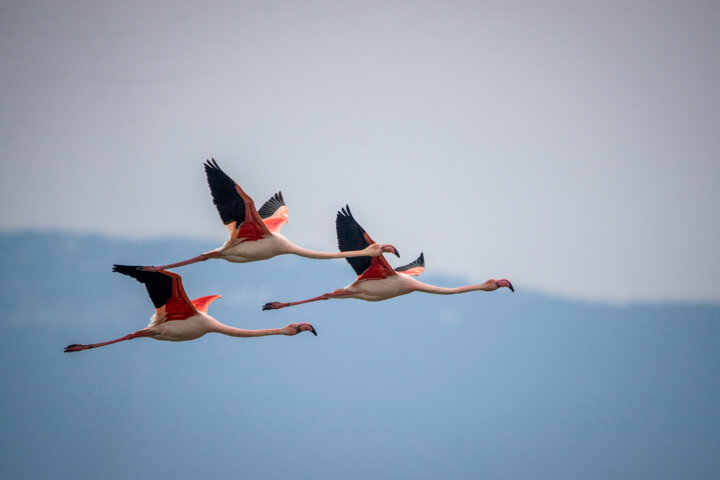 حلاوت به کام شیرین سو بازگشت