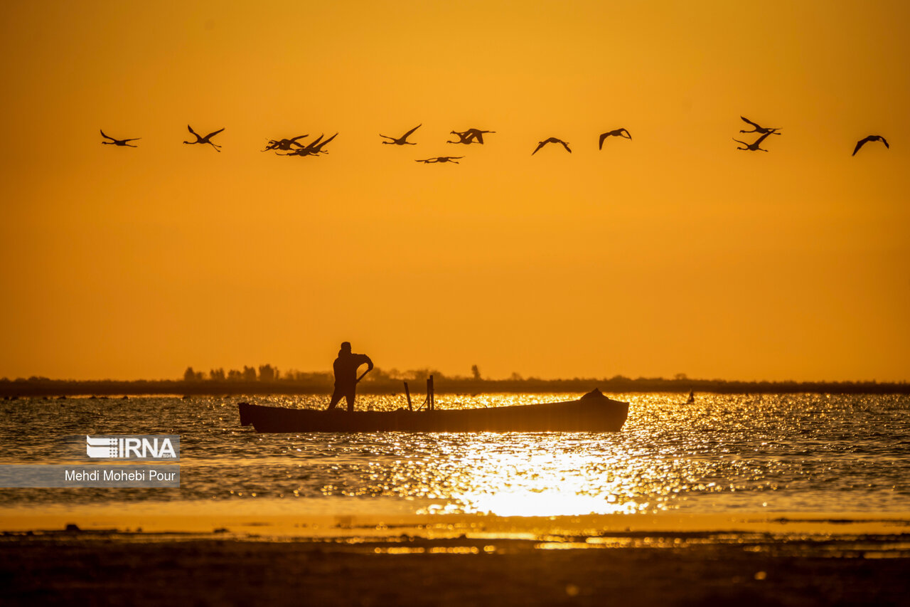 میانکاله، سرزمین فلامینگوها