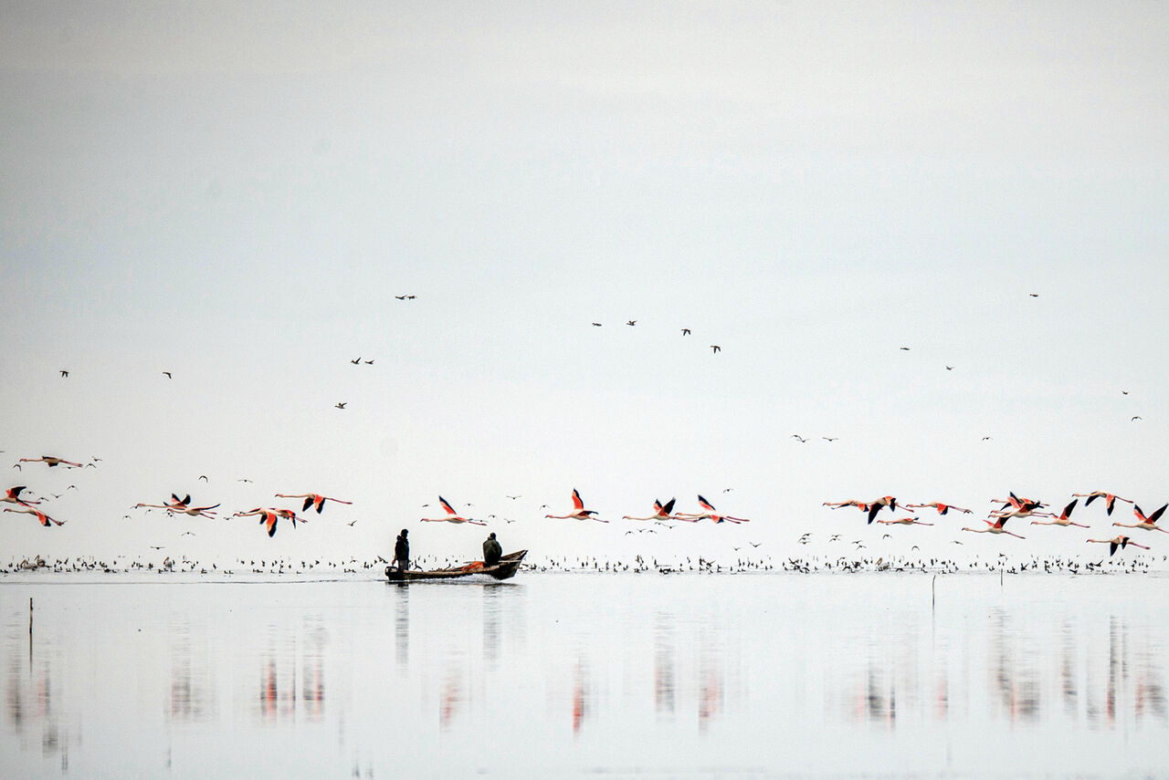 Flamingo Diyarı; Miyankale