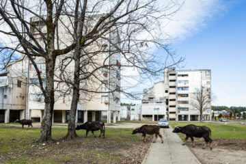 مردم ایران زمین؛ رضوانشهر