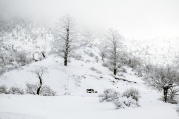 پرسه در برف- گلستان