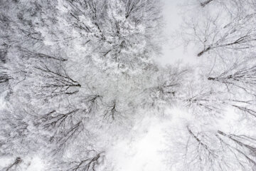 پرسه در برف- گلستان