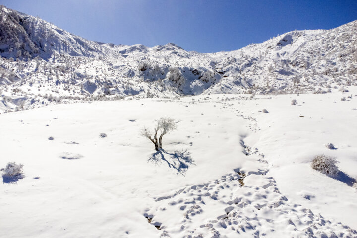 پرسه در برف- گلستان