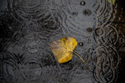 ثبت ۴۴۷ میلیمتر بارندگی در ایلام طی سال آبی جاری