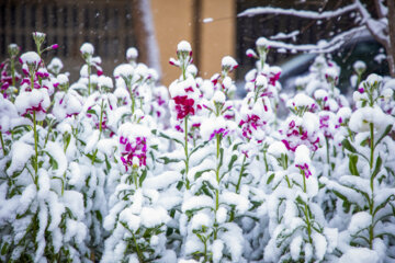 بارش برف در بافت تاریخی یزد