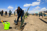 طرح کاشت یک میلیارد درخت در ۳۸ هکتار از اراضی ساوه اجرا شد