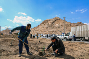 کاشت ۲۵۰ اصله درخت با عنوان «به یاد تو» یادمان شهدای حادثه ۱۳ دی‌ماه گلزار شهدا