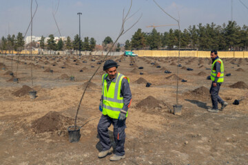 Mashhad lanza campaña de plantar árboles