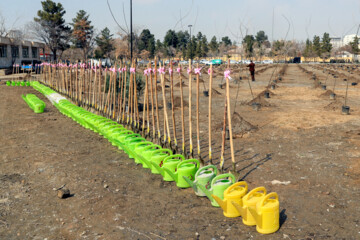 Mashhad lanza campaña de plantar árboles