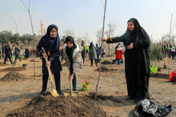 Mashhad lanza campaña de plantar árboles