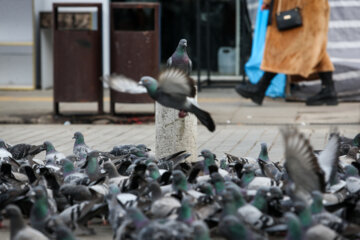 Les pigeons de la place Shahrdari de Rasht 