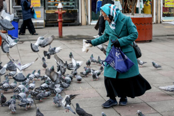 Palomas en la plaza Shardari de Rasht