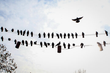 Palomas en la plaza Shardari de Rasht