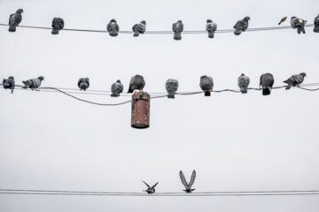 کبوترهای میدان شهرداری رشت