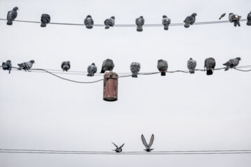 Palomas en la plaza Shardari de Rasht