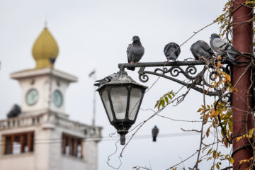 Palomas en la plaza Shardari de Rasht