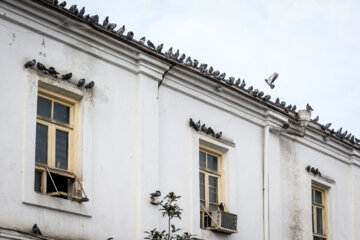 کبوترهای میدان شهرداری رشت